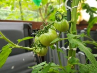 Tomate marion-1.jpg
