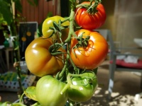 Tomate marion-2.jpg
