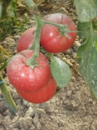 Tomate maritime pink.jpg