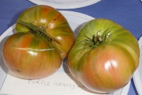 Tomate marizol bratka-1.jpg