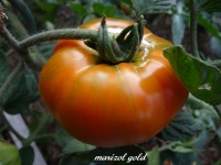 Tomate marizol gold-1.jpg