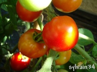 Tomate maskotka-2.jpg