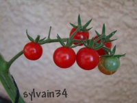 Tomate matt s wild cherry-1.jpg