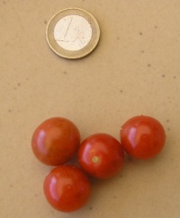 Tomate matt s wild cherry.jpg