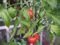 Tomate medford-1.jpg