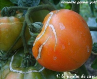Tomate mennonite german gold op-1.jpg