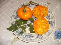 Tomate mennonite german gold op-2.jpg