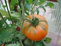 Tomate mennonite orange-1.jpg