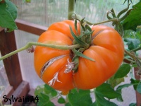 Tomate mennonite orange.jpg