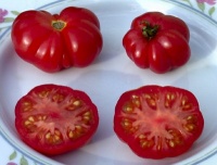 Tomate microbeicum occemus op.jpg