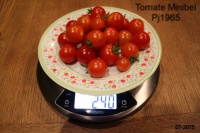 Tomate minibel.jpg