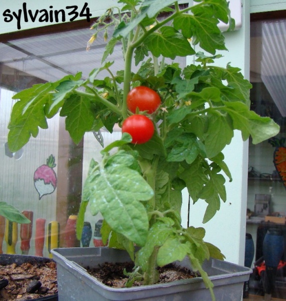 Fichier:Tomate mohamed.jpg