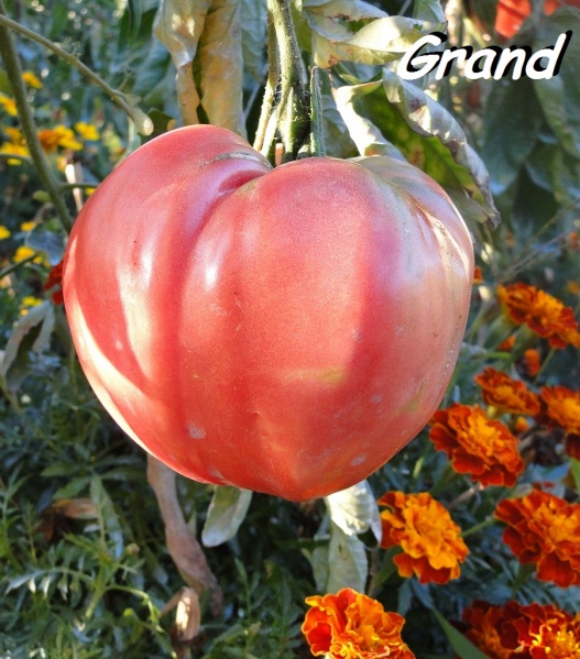 Fichier:Tomate monohma s hat.jpg