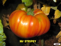 Tomate mr stripey.jpg