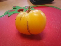 Tomate mustang jaune-1.jpg