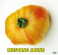 Tomate mustang jaune.jpg