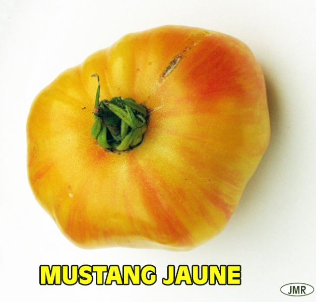 Fichier:Tomate mustang jaune.jpg
