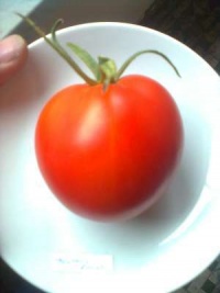 Tomate mustang rouge.jpg