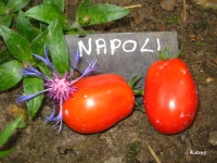 Tomate napoli.jpg