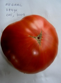 Tomate negral de almeria-1.jpg