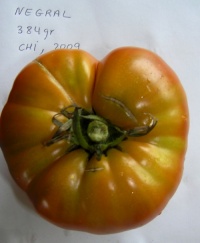 Tomate negral de almeria.jpg