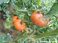 Tomate nepal op-1.jpg