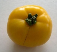 Tomate new sun op-1.jpg