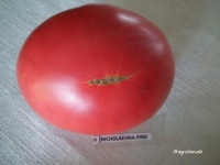 Tomate nicholaevna pink op.jpg