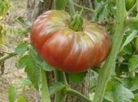 Tomate noire de coseboeuf-2.jpg