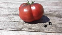 Tomate noire de crimée-2.jpg