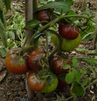 Tomate noire pétule-1.jpg