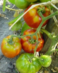 Tomate oaxacan pink-1.jpg