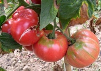 Tomate olena ukrainien-1.jpg