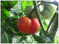 Tomate olena ukrainien-2.jpg