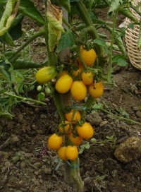 Tomate olive dorée-1.jpg
