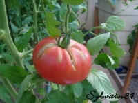 Tomate omar libanaise-2.jpg