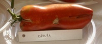Tomate opalska-1.jpg