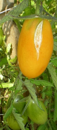 Tomate orange banana-2.jpg