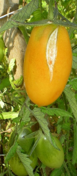 Fichier:Tomate orange banana-2.jpg
