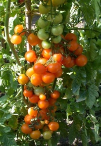 Tomate orange bourgois op-1.jpg