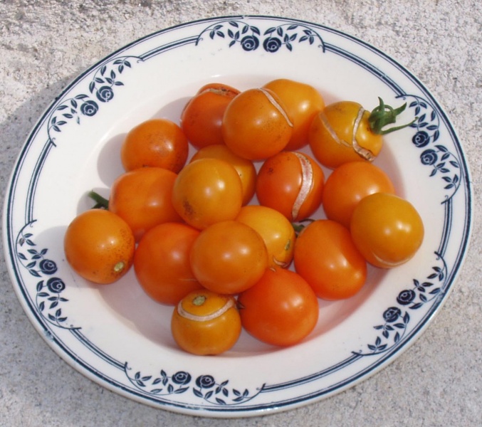 Fichier:Tomate orange bourgois op.jpg