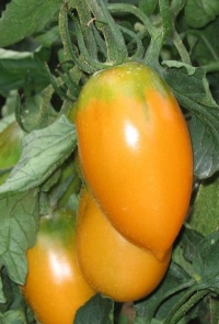 Tomate orange flasche-1.jpg