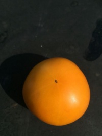 Tomate orange fleshed purple smudge-1.jpg