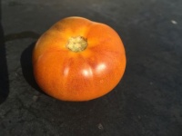 Tomate orange fleshed purple smudge.jpg