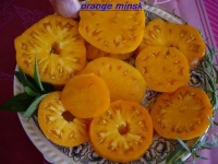 Tomate orange minsk-2.jpg