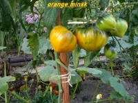 Tomate orange minsk.jpg