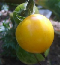 Tomate orange pixie op-1.jpg