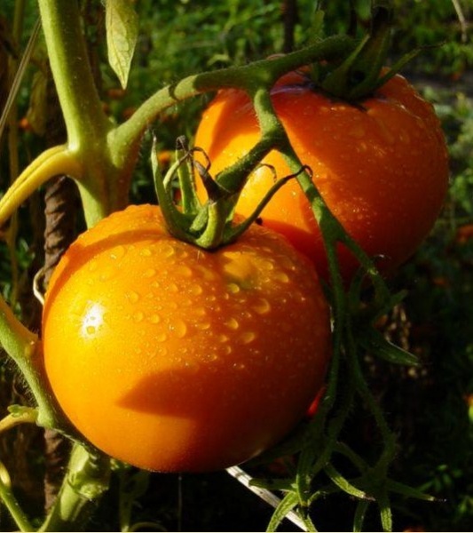 Fichier:Tomate orange polonaise-1.jpg