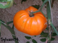 Tomate orange strawberry-1.jpg