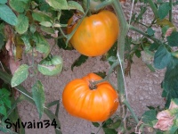 Tomate orange strawberry.jpg